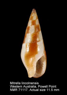 Mitrella lincolnensis.jpg - Mitrella lincolnensis(Reeve,1859)